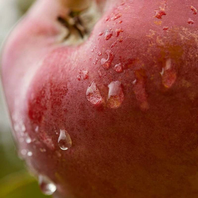 Light Moisturizing Cream 2 Light Moisturizing Cream - Image 2