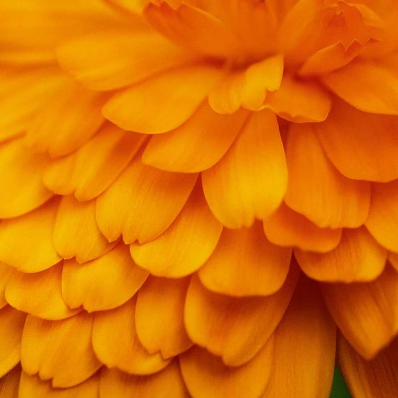 Smoothing Lotion - Pur Calendula 2 Smoothing Lotion - Pur Calendula - Image 2