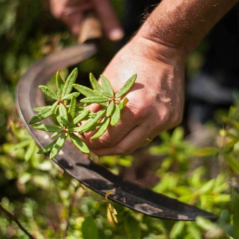 Serum - Rebalancing + Antioxydant Essence 2 Serum - Rebalancing + Antioxydant Essence - Image 2