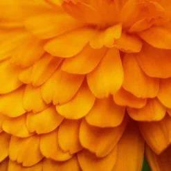 Smoothing Makeup Removing Milk - Pur Calendula 10 Smoothing Makeup Removing Milk - Pur Calendula -The Beauty Box medias 1482