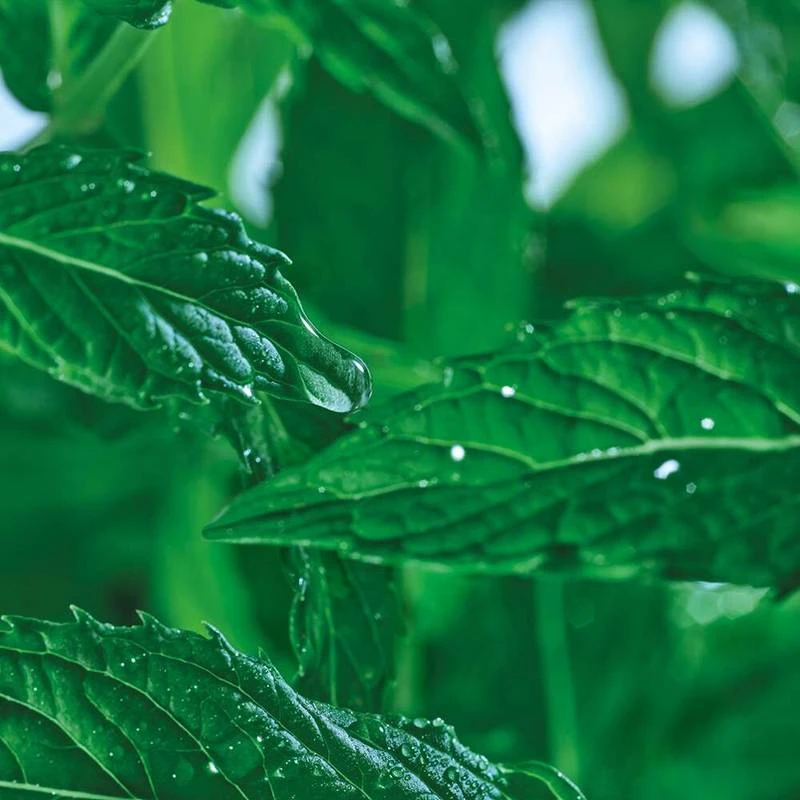 Purifying Cleansing Gel - Pure Menthe 4 Purifying Cleansing Gel - Pure Menthe - Image 4