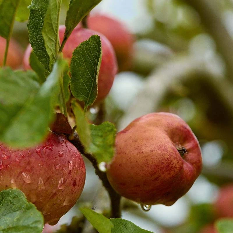 Nourishing Comfort Milk 2 Nourishing Comfort Milk - Image 2