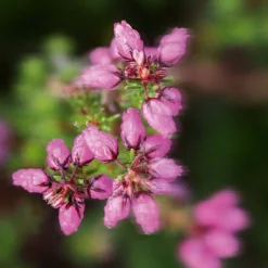 The Beauty Box -The Beauty Box medias 22