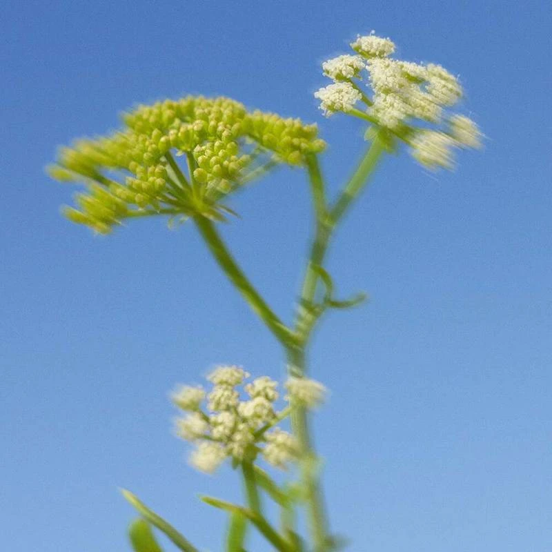 Wild Algae & Sea Fennel Foaming Hand Soap 2 Wild Algae & Sea Fennel Foaming Hand Soap - Image 2