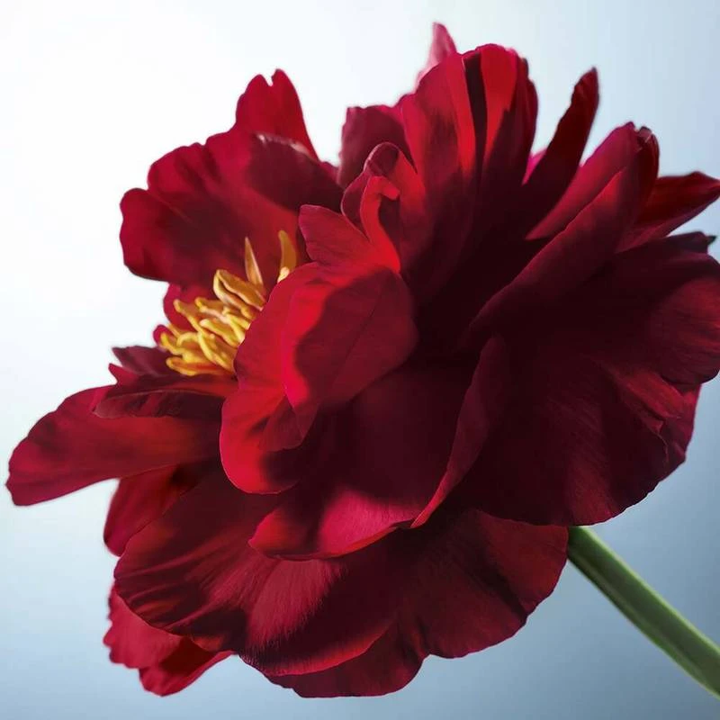 Rouge Elixir Glow Nude Glow 1 Rouge Elixir Glow Nude Glow