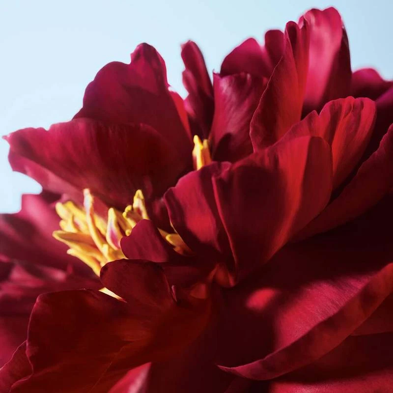 Rouge Elixir Glow Poppy 1 Rouge Elixir Glow Poppy